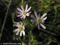 Silene sclerocarpa