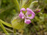 Silene tridentata
