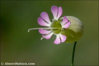 Silene vulgaris