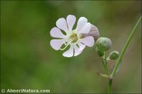 Silene vulgaris