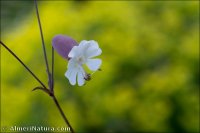 Silene vulgaris
