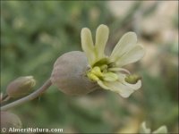 Silene vulgaris