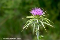 Silybum marianum