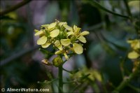Sinapis alba subsp. mairei