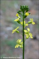 Sisymbrium austriacum
subsp. hispanicum