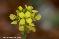 Sisymbrium crassifolium
