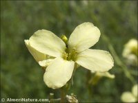 Sisymbrium crassifolium