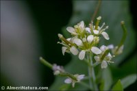 Sisymbrium erysimoides