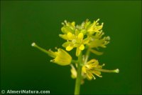 Sisymbrium erysimoides