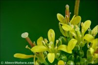 Sisymbrium irio