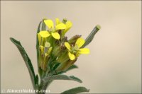 Sisymbrium runcinatum