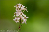 Smilax aspera