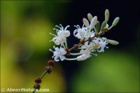 Smilax aspera