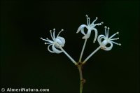 Smilax aspera