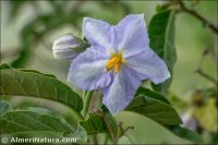 Solanum bonariense