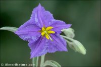 Solanum elaeagnifolium