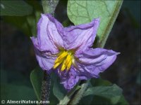 Solanum melongena