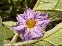 Solanum melongena