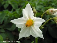 Solanum tuberosum