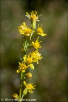 Solidago virgaurea