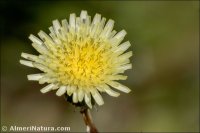 Sonchus asper
ssp glauscescens