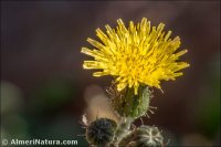 Sonchus asper
ssp glauscescens