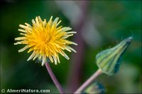 Sonchus microcephalus
