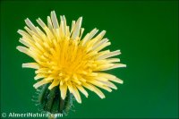 Sonchus oleraceus