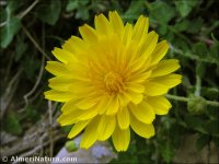 Sonchus pustulatus