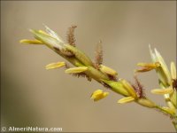 Sorghum halepense