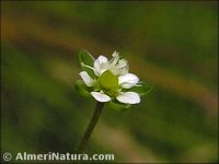 Spergula arvensis