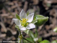 Spergula morisonii