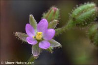Spergularia bocconei