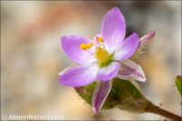 Spergularia diandra