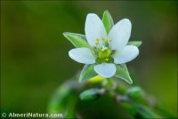 Spergularia flaccida