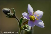 Spergularia media