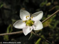 Spergularia media