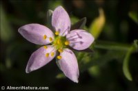Spergularia media
