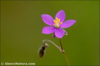 Spergularia purpurea