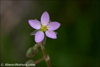 Spergularia rubra
