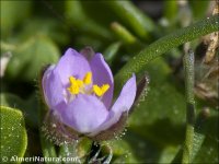 Spergularia rubra