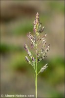 Sporobolus pungens