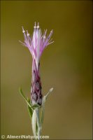 Stahelina dubia