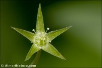 Stellaria alsine