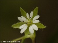 Stellaria apetala