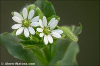 Stellaria media