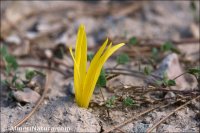 Sternbergia colchiciflora