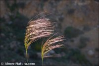 Stipa parviflora