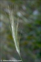 Stipellula capensis