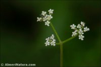 Stoibrax dichotomum